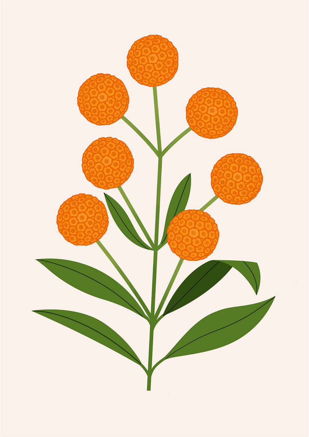 Buddleja Globosa by Sarah Abbott