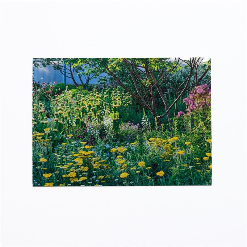 THW Garden Close Up in June PC