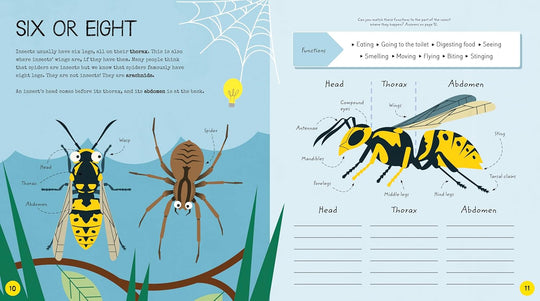 Insect Activity Book
