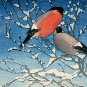Winter Bird Prints Christmas Card Pack