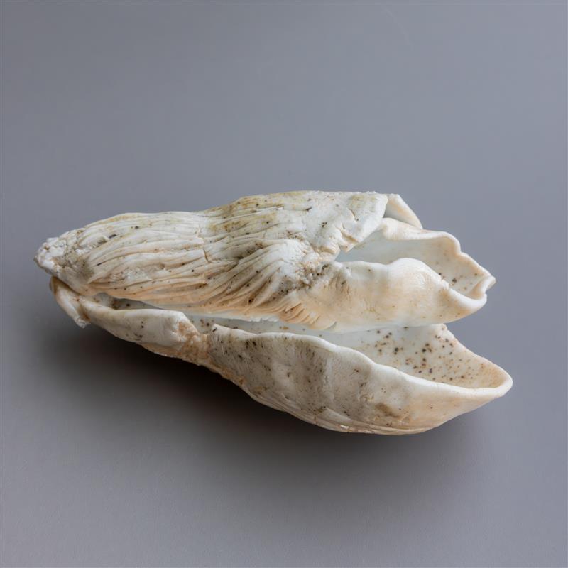 Shell Form II by Zivarna Murphy