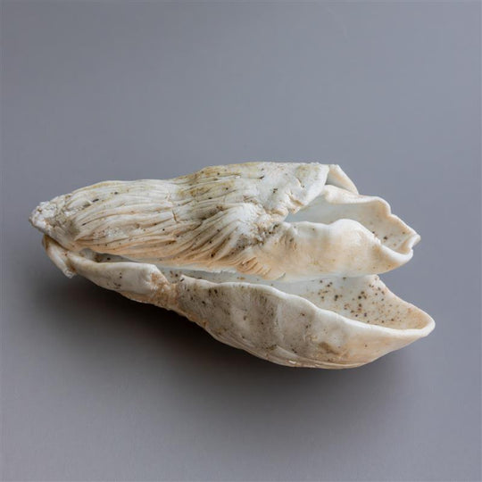Shell Form II by Zivarna Murphy