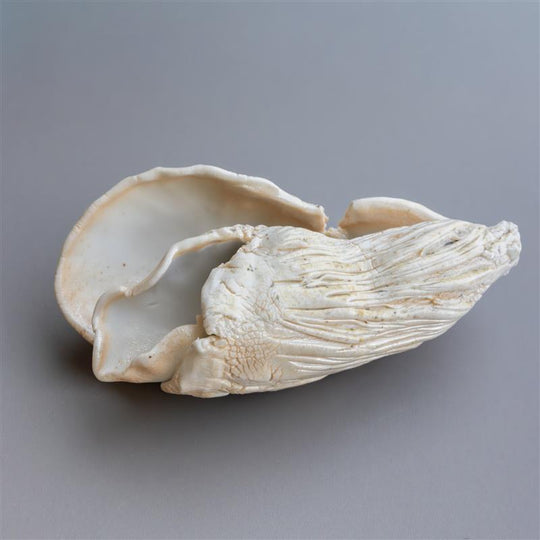 Shell Form II by Zivarna Murphy
