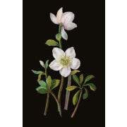 Mary Delany Winter Foliage Christmas Card Pack