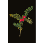 Mary Delany Winter Foliage Christmas Card Pack