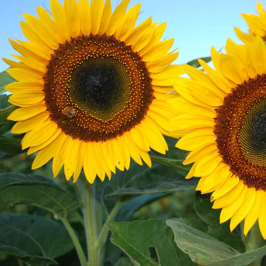 Sunflower Taiyo Seeds
